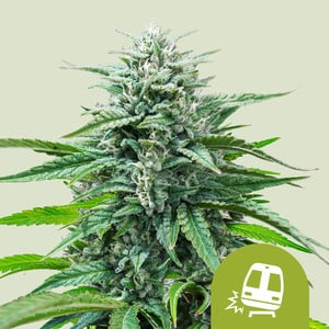 Trainwreck Auto wietzaden van Royal Queen Seeds — autoflower, sativa-dominant, THC 19%