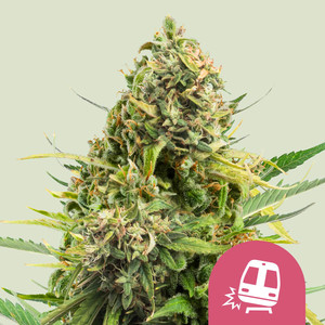 Trainwreck wietzaden van Royal Queen Seeds — sativa-dominant, THC 19%