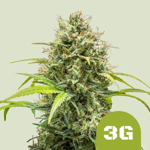 Triple G Auto wietzaden van Royal Queen Seeds — autoflower, indica-dominant, THC 20%