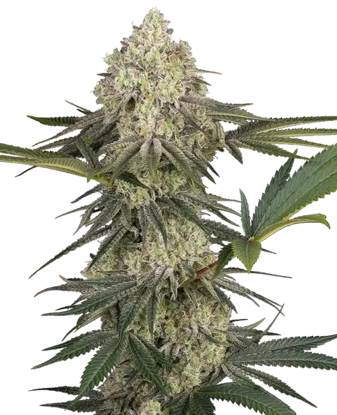 Triple Mints XXL feminized cannabis seeds from Sensi Seeds