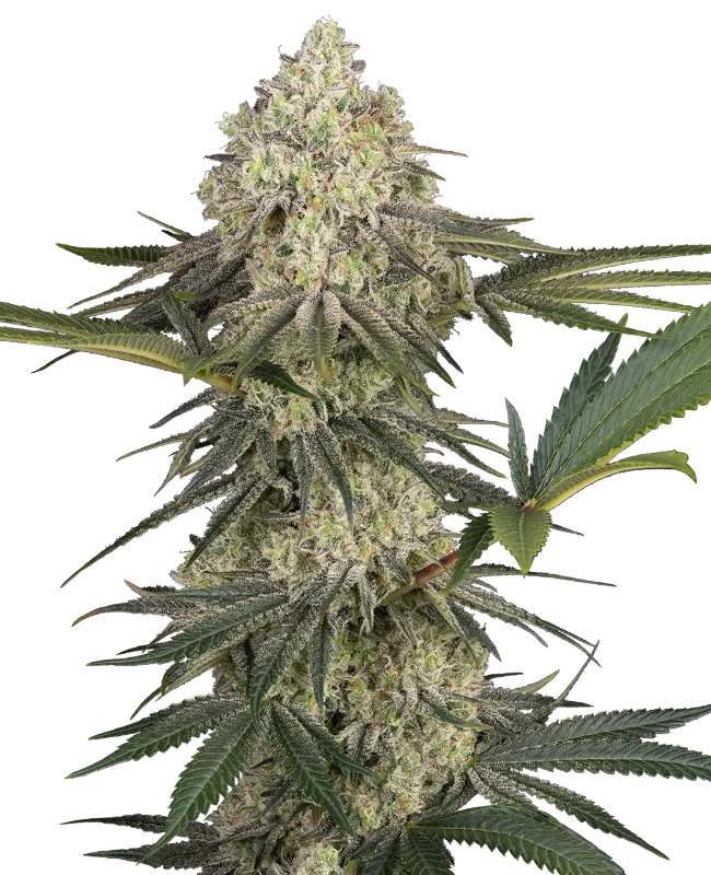 Triple Mints XXL Gefeminiseerde wietzaden van Sensi Seeds