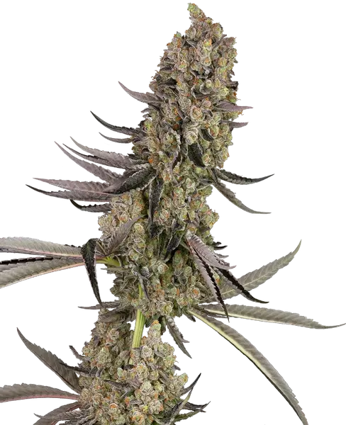 Vlad the Inhaler feminized cannabis seeds from Sensi Seeds