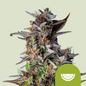Watermelon Auto wietzaden van Royal Queen Seeds — autoflower, indica-dominant, THC 20%