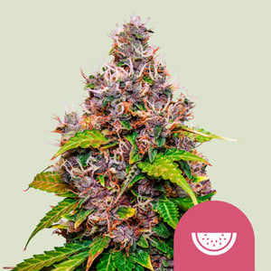Watermelon wietzaden van Royal Queen Seeds — indica-dominant, THC 22%