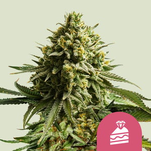 Wedding Cake wietzaden van Royal Queen Seeds — indica-dominant, THC 23%