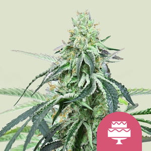 Wedding Gelato wietzaden van Royal Queen Seeds — indica-dominant, THC 25%
