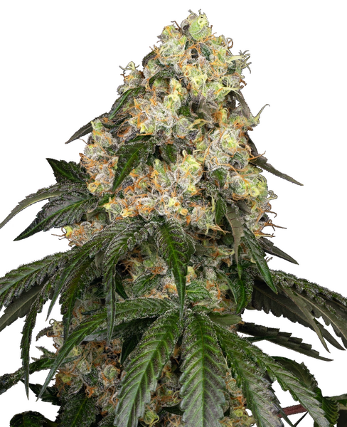 White Biscotti OG XXL Gefeminiseerde zaden wietzaden from Sensi Seeds — indica-dominant