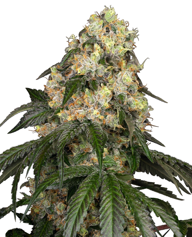 White Biscotti OG XXL Gefeminiseerde zaden van White Label wietzaden van Sensi Seeds — indica-dominant