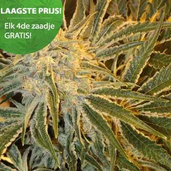 Coltivare Haze - Acquista semi di cannabis - Per esterno o interno | 4 PRENDI, 3 PAGHI